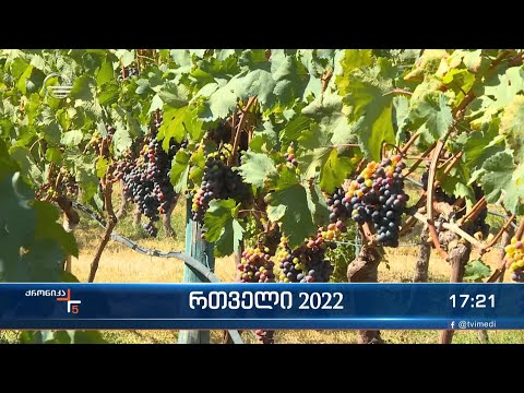 ქრონიკა 17:00 საათზე - 16 აგვისტო, 2022 წელი