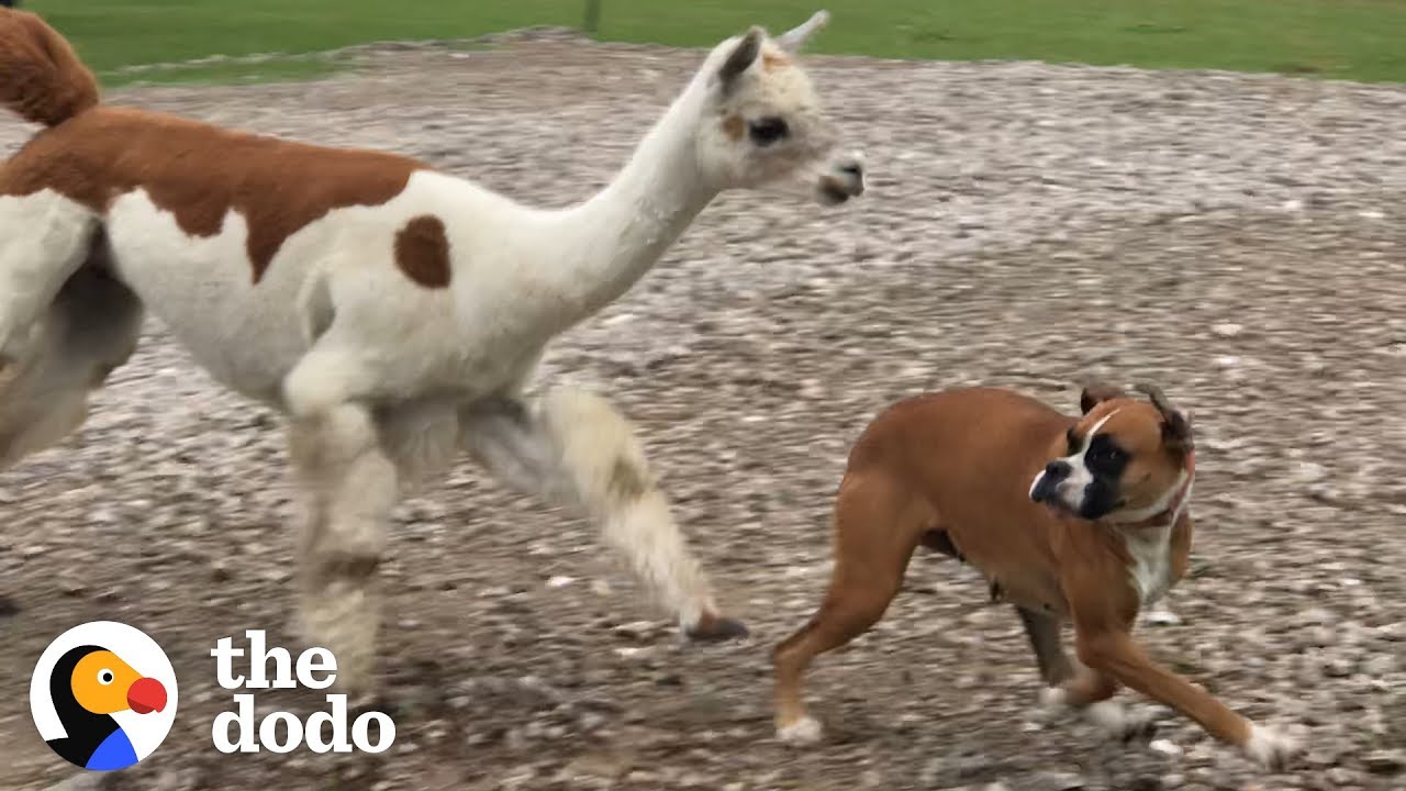If You See This Alpaca .... RUN!!!!! | The Dodo
