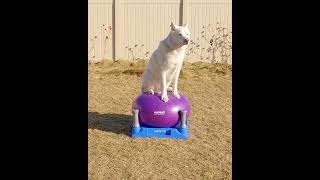 Donuts and Fitness do go together 🍩#shorts