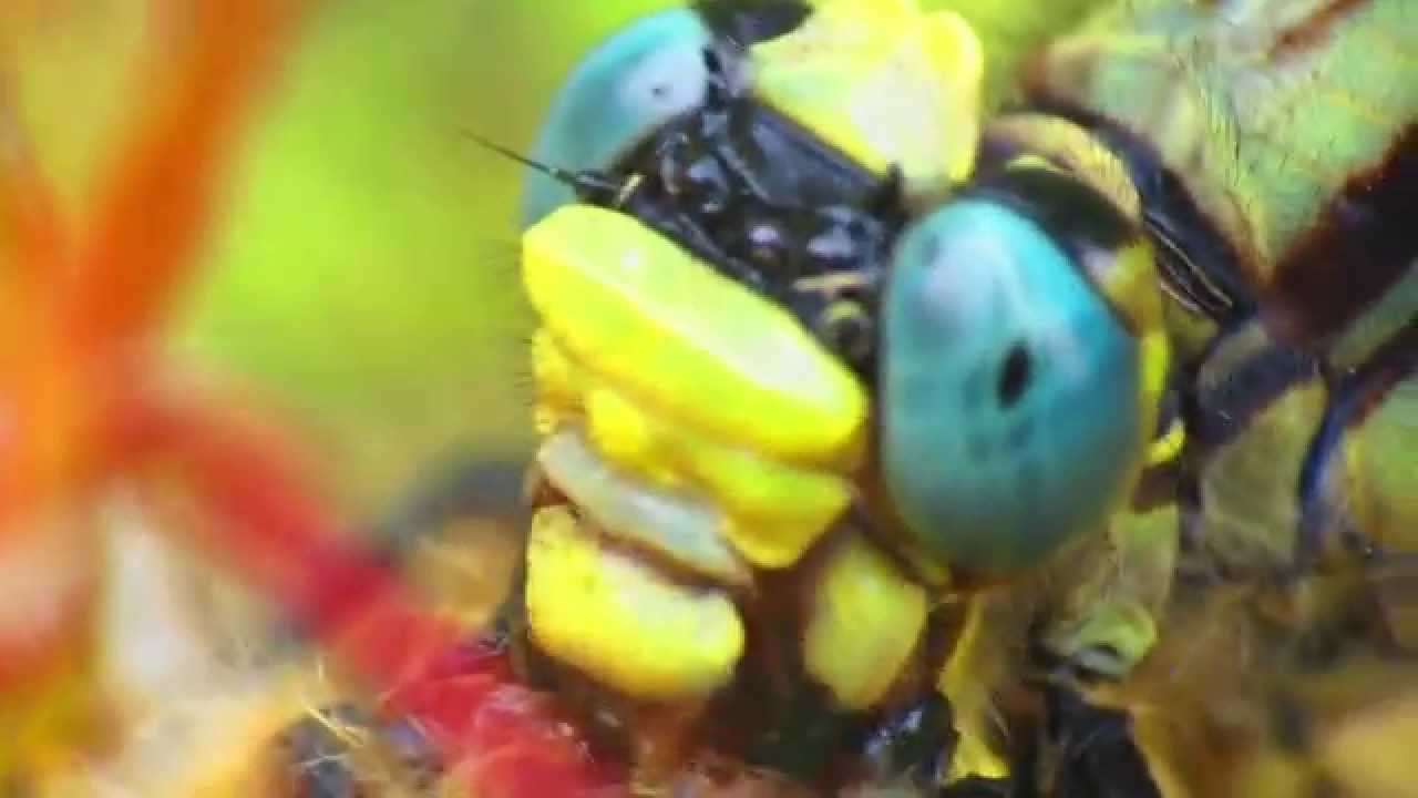 Dragonfly Bites Head Off Rival Eats Him Alive Youtube