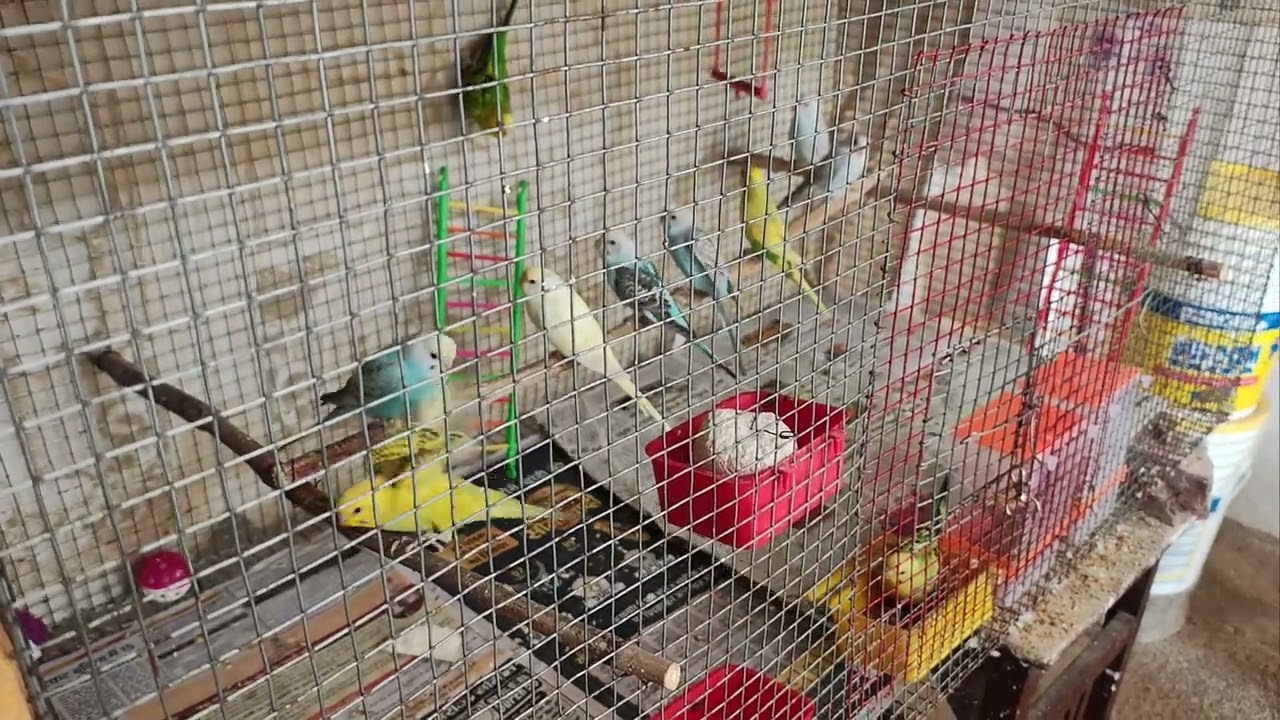 My home budgie  setup @ parrot and budgies lover 