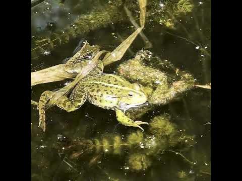 Frosch am quaken im Teich YouTube