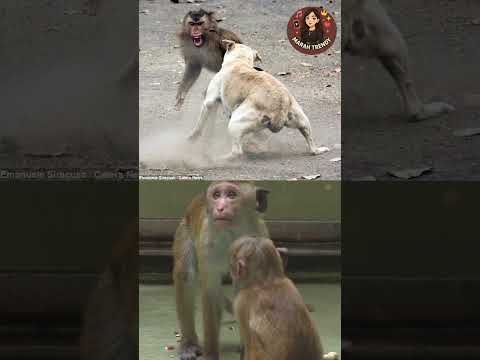 ملك أثينا العظیم دفع حياتو ثمن اللعب مع قرد تفاصيل صادمة اكسبلور معلومات قصص واقعية