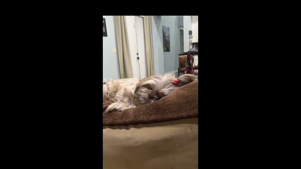 1 Hour of Relaxing Music with Dog Sleeping…
