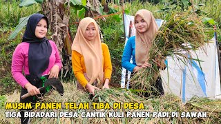 BIKIN BETAH..‼️NEMENIN TIGA BIDADARI CANTIK SEDANG KULI PANEN PADI DI SAWAH