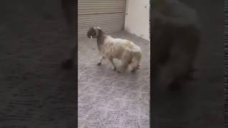 خروف العيد المجنون ...اضحك من قلبك [فيديو لاول مرة علي اليوتيوب عيد اضحي 2019]
