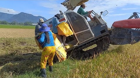 máy cắt 70 độ bánh 9 cắt lúa tốc độ siêu nhanh công 300K tập 35#maibangtv