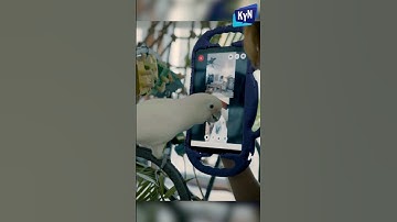 Parrots Learn to Video Call: What are They Saying?