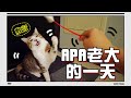 【魚乾】內有萌獸⚠️貓老大APA的一天都在幹嘛？