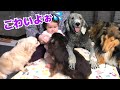 モニタリング 赤ちゃんは小型犬より大型犬が大好き モニタリング 赤ちゃんは小型犬より大型犬が大好き