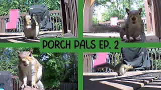 Porch Pals Episode 2: Sunday with the Squirrels!