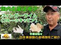 【白木果樹園】森のキャビア・国内生産は希少な「フィンガーライム（フルーツキャビア）」を園主がご紹介