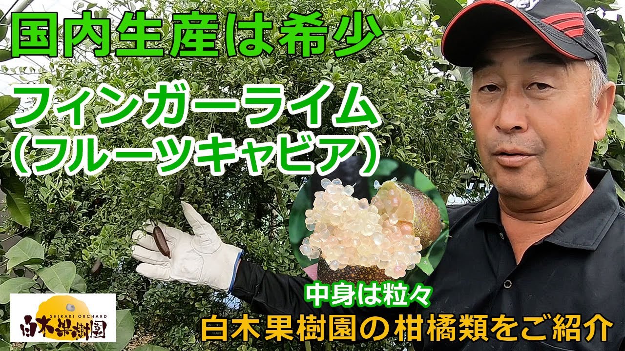 【白木果樹園】森のキャビア・国内生産は希少な「フィンガーライム（フルーツキャビア）」を園主がご紹介