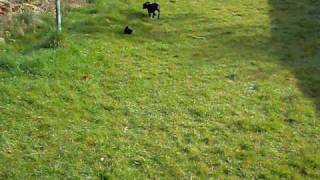 Staffordshire Bull Terrier