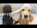 正直お風呂はいい迷惑だと思っている愛犬