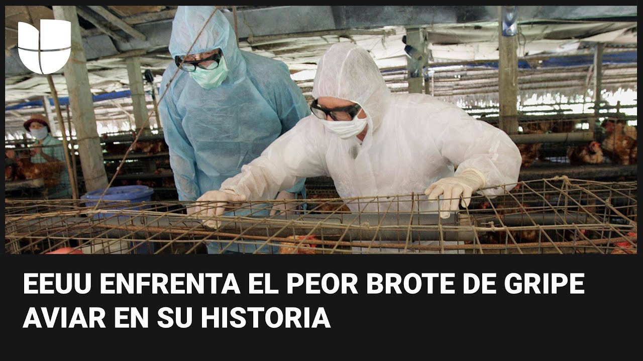 Estados Unidos enfrenta el peor brote de gripe aviar en su historia
