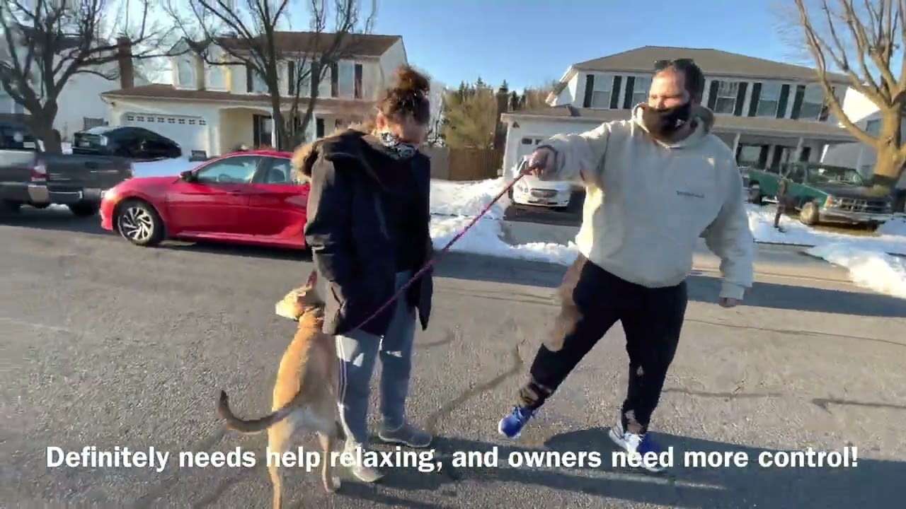 Welcome Jackson, a mountain feist dog