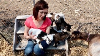 It FINALLY Happened! BABY GOATS first Day OUTSIDE PLAYING