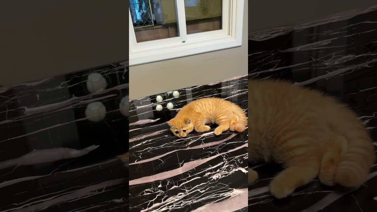 ดูให้จบนะ !! #cat #แมว #cute #cutecat #pets #funnycats #kitten #animals #love #funny