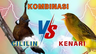 FULL TEMBAKAN CILILIN DAN KENARI COCOK UNTUK MASTERAN MURAI DAN CUCAL IJO, CUNGKOK