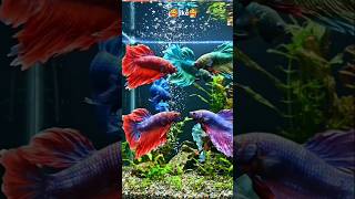 Wild Betta Fish Breeding Fails Because of This 🔥🐠🐠 #bettafish #shorts #viral #fish #shorts #betta