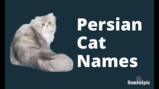 20 Persian Cat Names | Adorable Persian Cat Names by NamesEpic 54,405 views 2 years ago 1 minute, 40 seconds