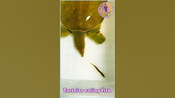 Tortoise eating fish 🤪 #tortoise #shorts #animals