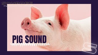 Suara Babi - Sound gratis