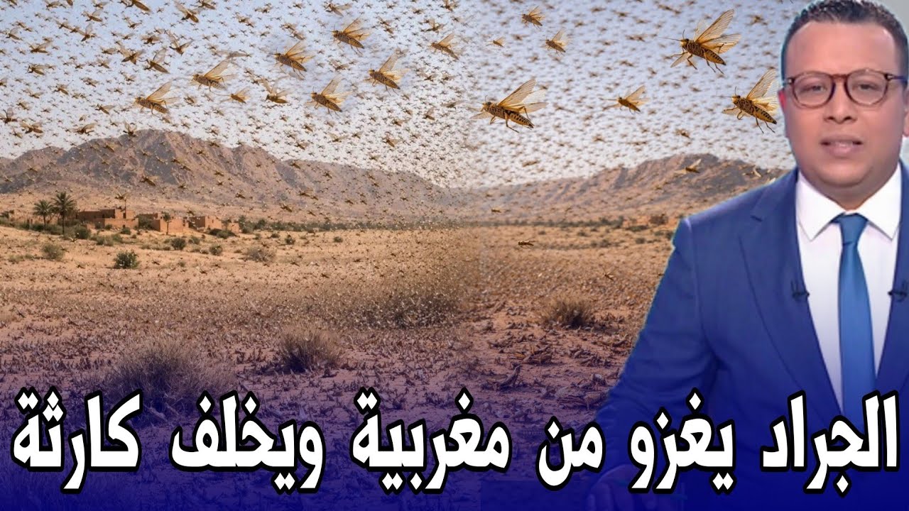 عاجل - أخبار المغرب اليوم الجمعة 20 فبراير 2026 - كارثة : أسراب مليونية من الجراد تحتاج مدن مغربية 