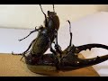 【1080/60fps】Dynastes Hercules mating Part1 ヘラクレスオオカブトの交尾 その１