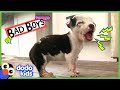 Little Dog Has A BIG Bark! And A Big Heart ❤️ | Bad Boys | Dodo Kids