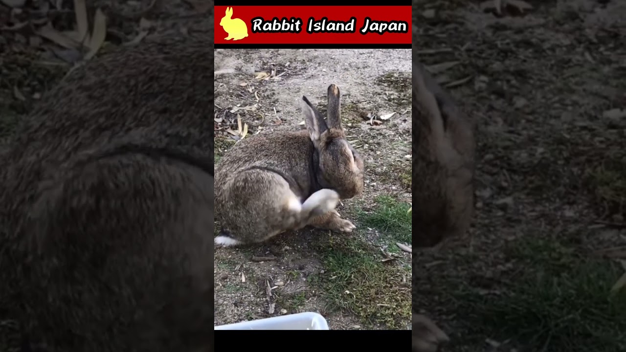 Rabbit: "My face itches." 