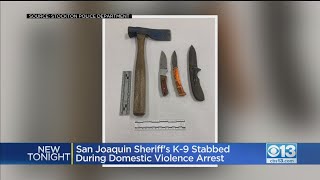 San Joaquin Sheriff's K9 Stabbed During Domestic Violence Arrest
