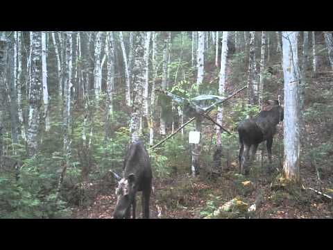 CLUB-MONADIRE.GE-ცხენირმები მარილის ბლოკთან(Québec, Canada)