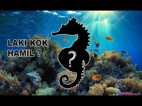  HEWAN  ANEH JANTAN YANG  HAMIL dan  MELAHIRKAN  YouTube