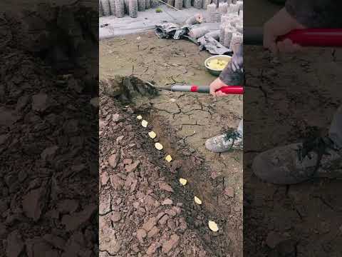 Thumbnail for Amazing farming hoe farm by Rural Farmer #satisfying #shorts