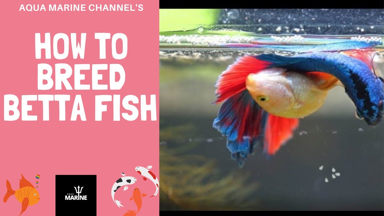 How to breed Betta Fish in Malayalam YouTube