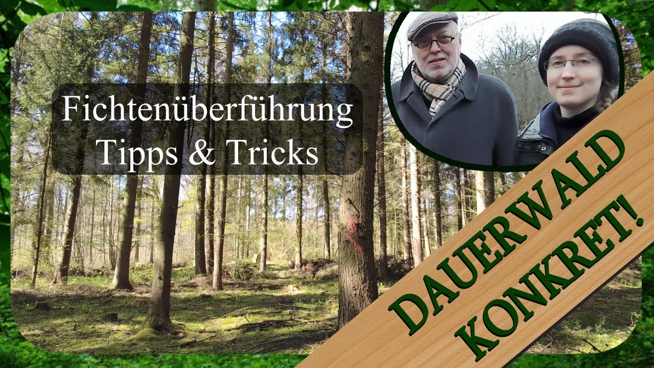 Urwaldmechanismen im Altersklassenwald | Dauerwald Konkret!