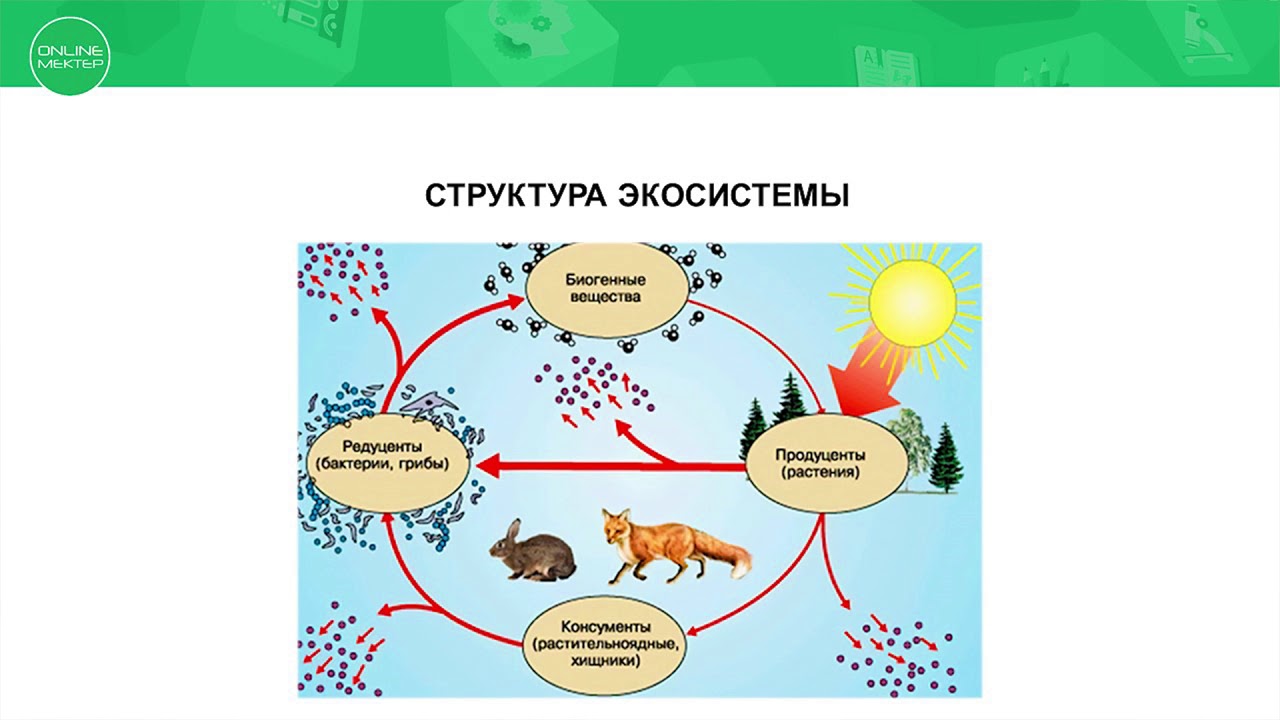 Какие экосистемы вам известны