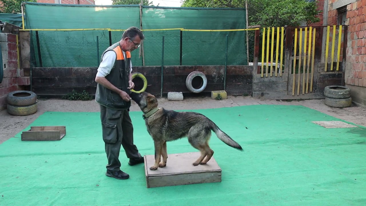 Nabavka psa   saveti   test