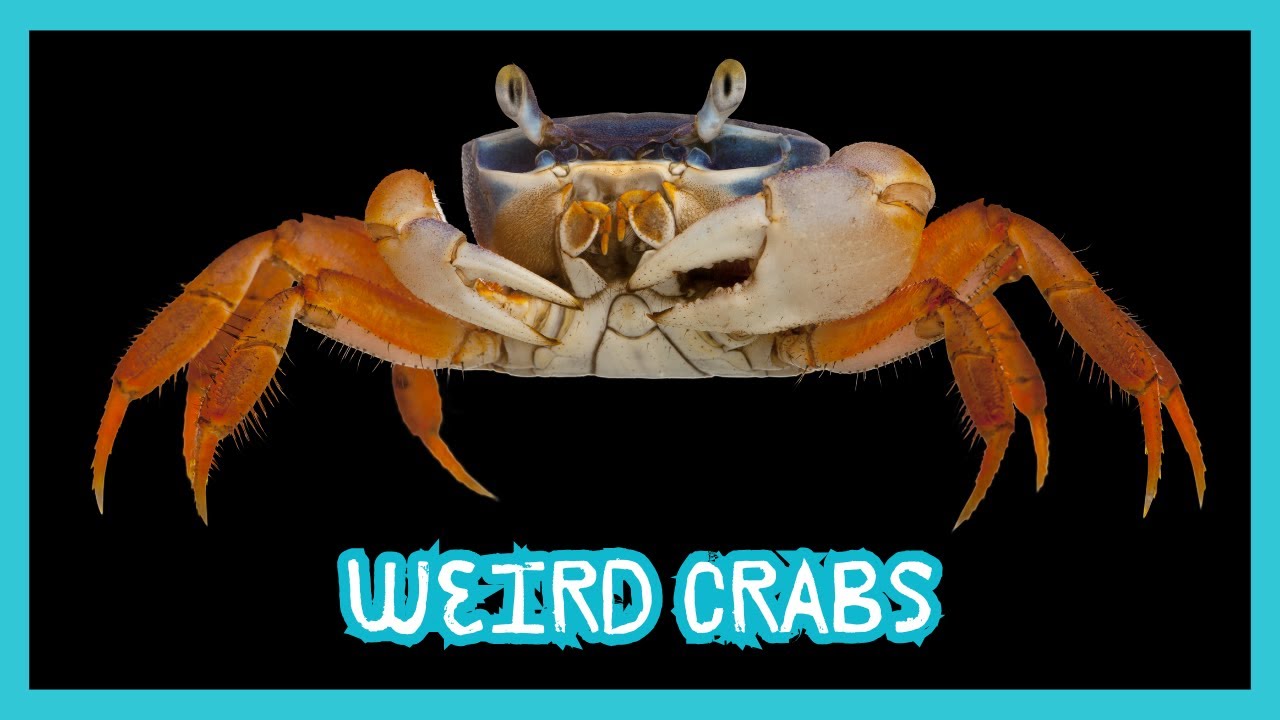 Why Do Crabs Walk Sideways? | Fun & Fascinating Wildlife Fact! - YouTube