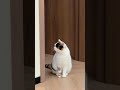 #duniahiburan #videolucu #random #seru #unik #asyik #funny #memes #lucuindonesia #kontenviral