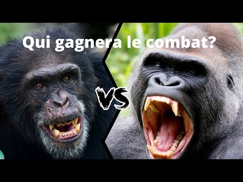 Vidéo: Différence Entre Gorille Et Chimpanzé