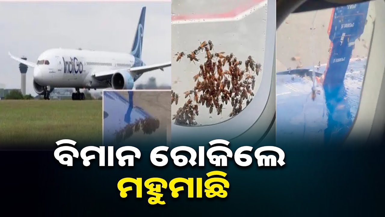 ହଠାତ ବିମାନ ଉପରକୁ ମାଡି ଆସିଲେ ଶହ ଶହ ମହୁମାଛି, ଭୟରେ ଦୌଡିଲେ ଯାତ୍ରୀ || Knews odisha