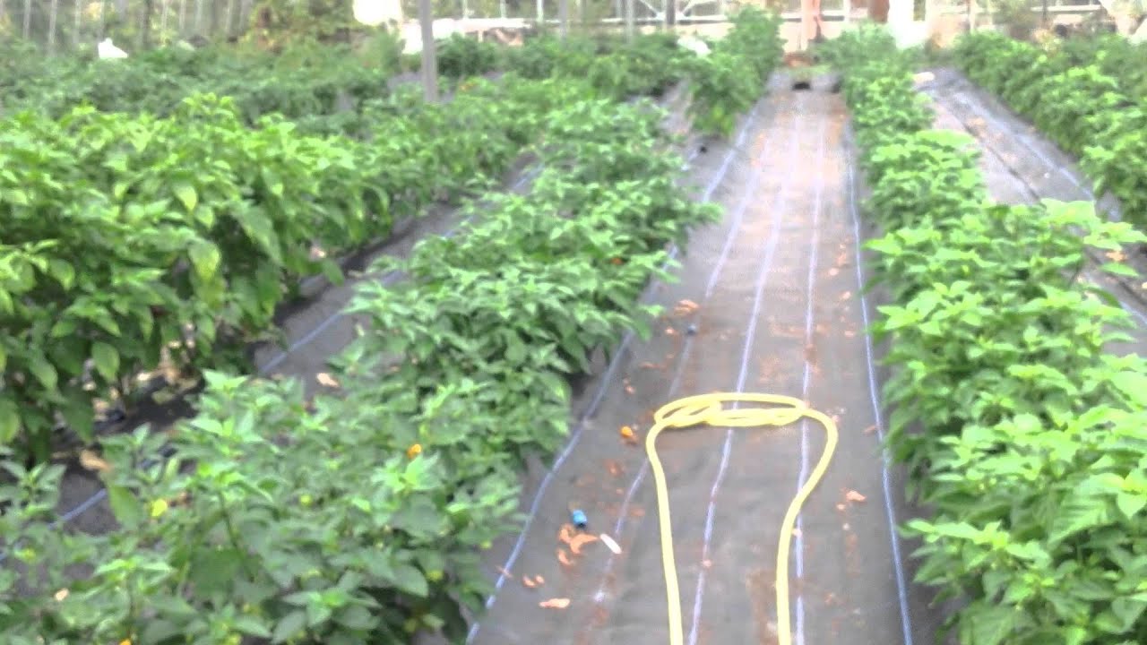 The Big Greenhouse Chilli Project Update 27th September YouTube