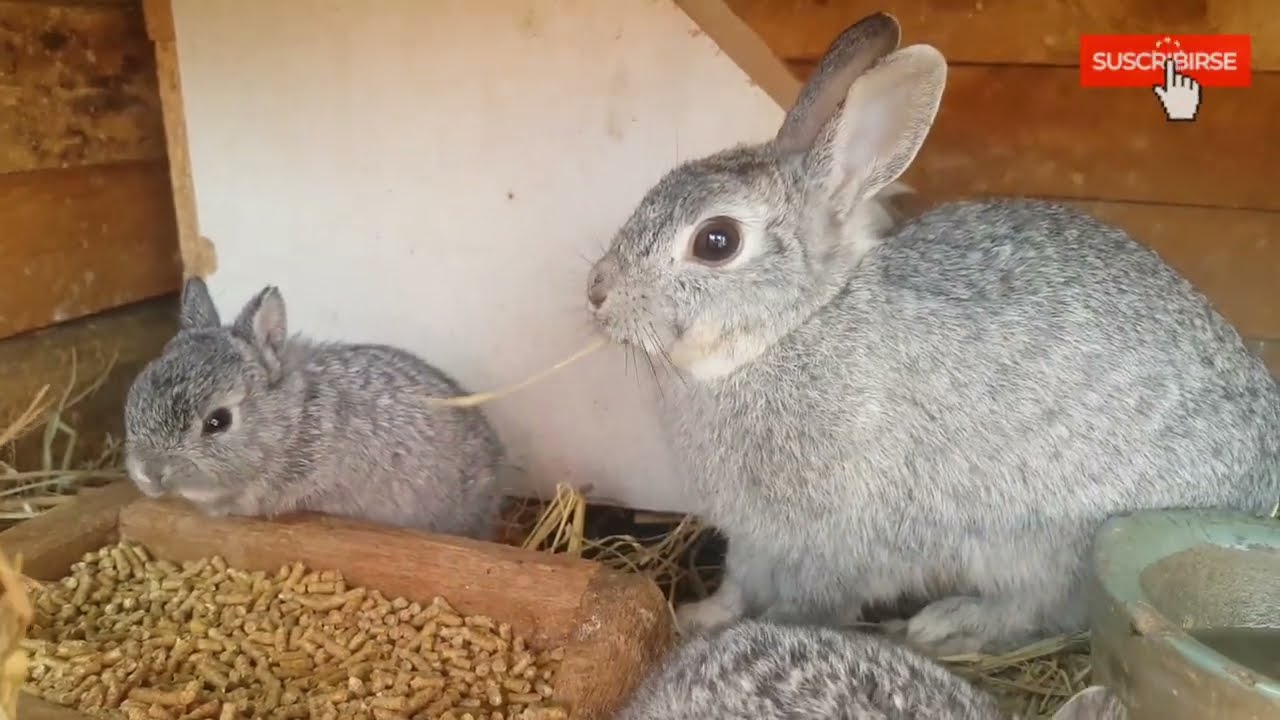 PORQUE LAS CONEJAS SE COMEN O RECHAZAN A SUS CRIAS ¿ COMO ALIMENTAR A LOS CONEJITOS BEBES ? 🐇☝🏻
