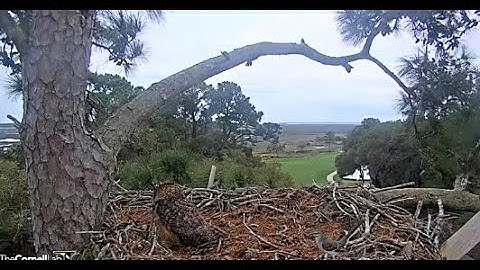 A Mockingbird Visits The Nest 🦉 3/10/22  12:24