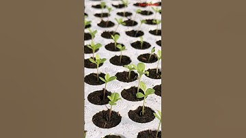 Cây giống cúc 7 màu, cúc Đà Lạt, cúc Magic #cucdalat #cucmagic #cucthuy