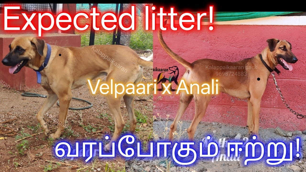 Expected litter-09| வரப்போகும் ஈற்று|Kstars-201 