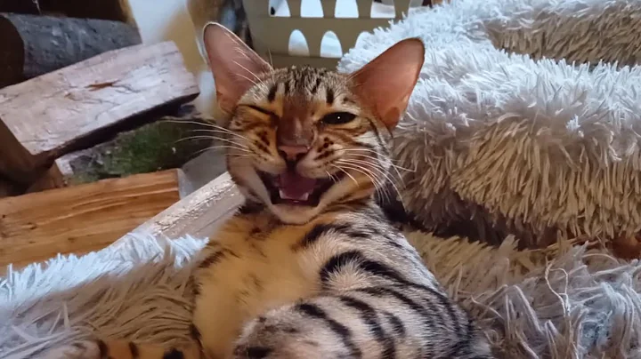 Video 8938781: gorgeous bengal kittens, golden bengal kitten, bengal kitten meets